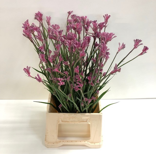 Anigozanthos bush pearl.jpg